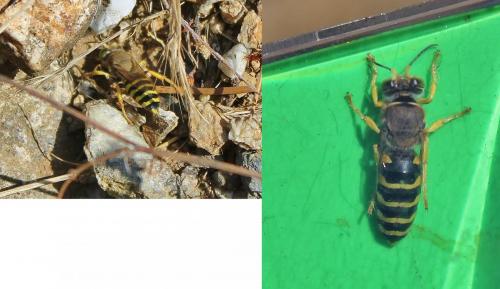 Réf. 288 427 : Bembix tarsata